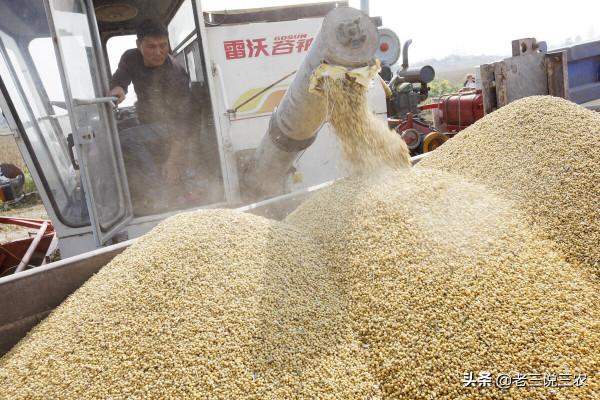 只要一把草木灰，自制大豆增大飽滿劑！簡單3點，產量高，都羨慕