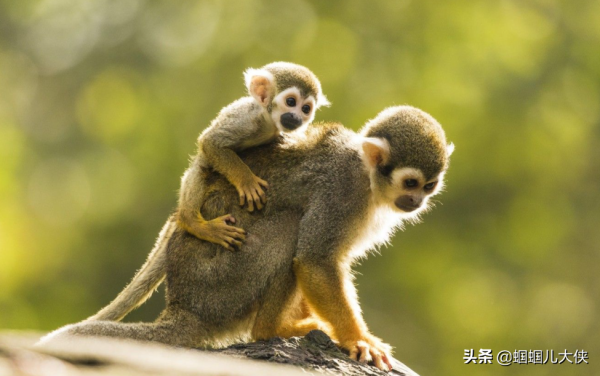 27種動物照片大集合,出生不久的小刺蝟長成這樣,大自然真神奇 27種動物照片大集合,出生不久的小刺蝟長成這樣,大自然真神奇