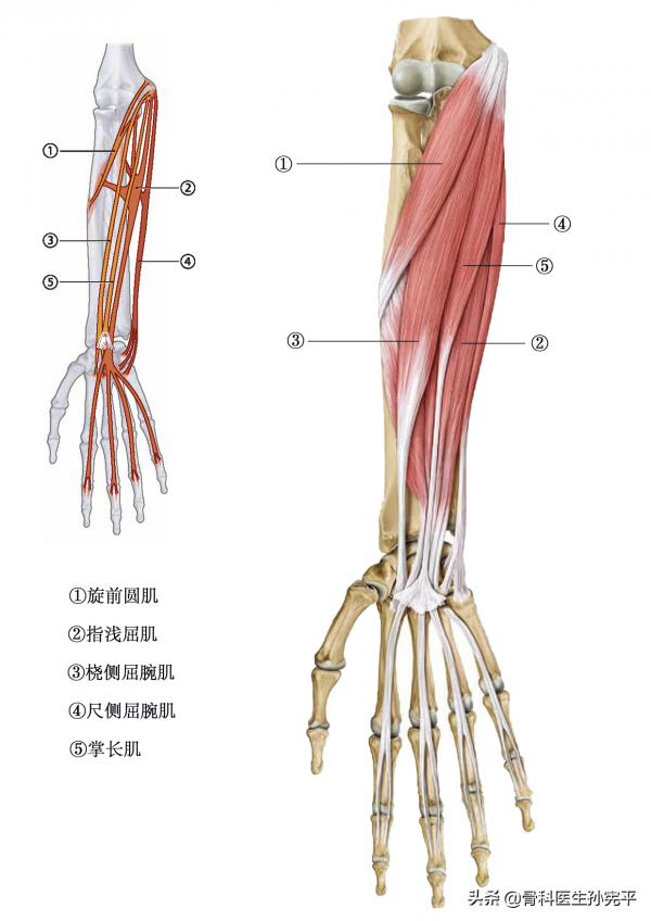 解剖圖譜｜上肢及軀幹部分肌肉