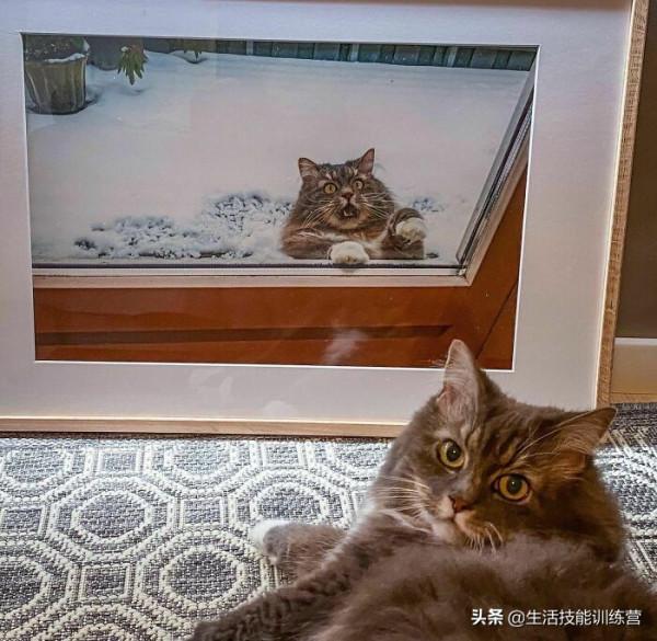 超治癒，50張可愛的寵物抓拍照片