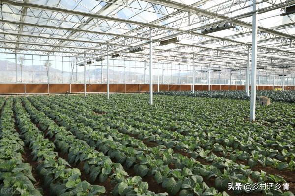 用這三個方法種植蔬菜，啥化肥農藥也不用，自然就能高產穩產