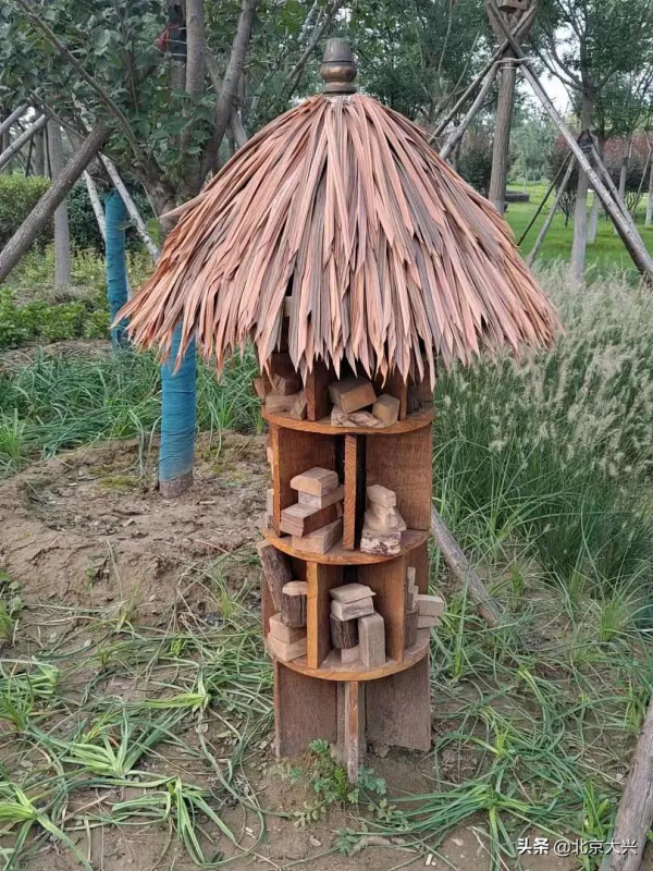 快去看看！大興新晉網紅打卡地，美爆了！