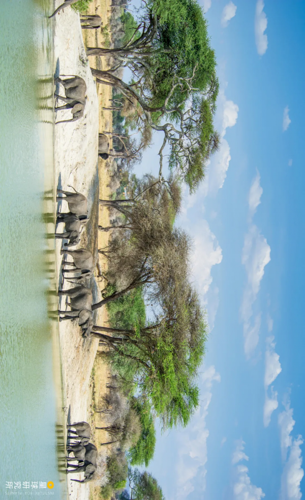 2021年度動物，是誰？