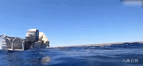 澳一條6米鯨鯊和犬相遇，一個在船上，一個在水中，親密地打招呼