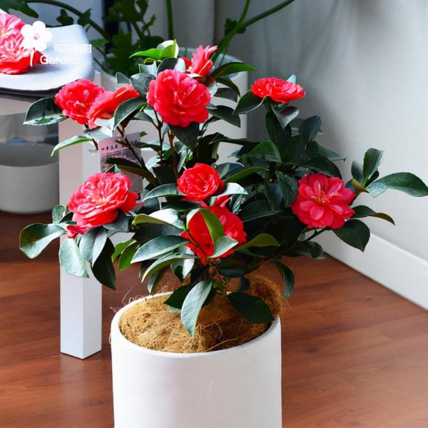 適合立冬後養的“9種花”,喜歡溫涼愛開花,有的花美,有的花香 適合立冬後養的“9種花”,喜歡溫涼愛開花,有的花美,有的花香