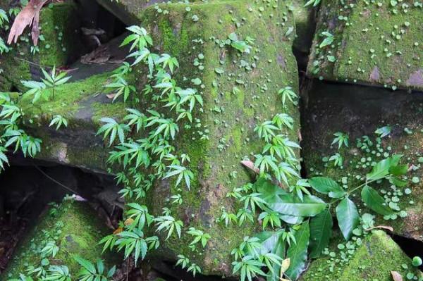 尋找失落的文明，隱蔽在叢林中的古剎，柬埔寨崩密列
