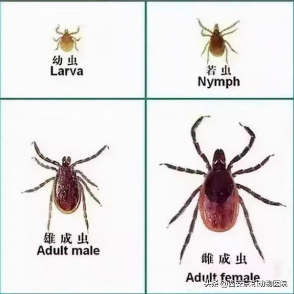 科普:犬貓常見的體外寄生蟲都有哪些? 科普:犬貓常見的體外寄生蟲都有哪些?