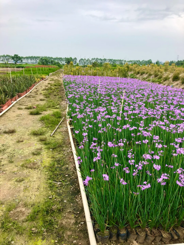 學會搭配這8種園藝植物，讓你的花園收穫一個有趣的靈魂