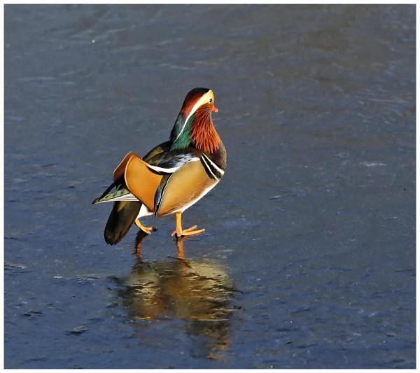 行走在薄冰上的小精靈