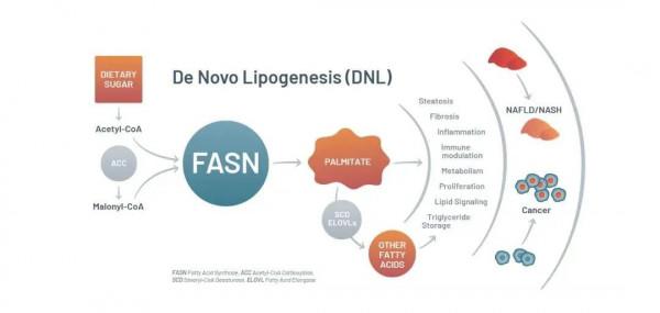 Nature綜述:百年積累,靶向癌症代謝的新藥開發如何迎來突破? Nature綜述:百年積累,靶向癌症代謝的新藥開發如何迎來突破?