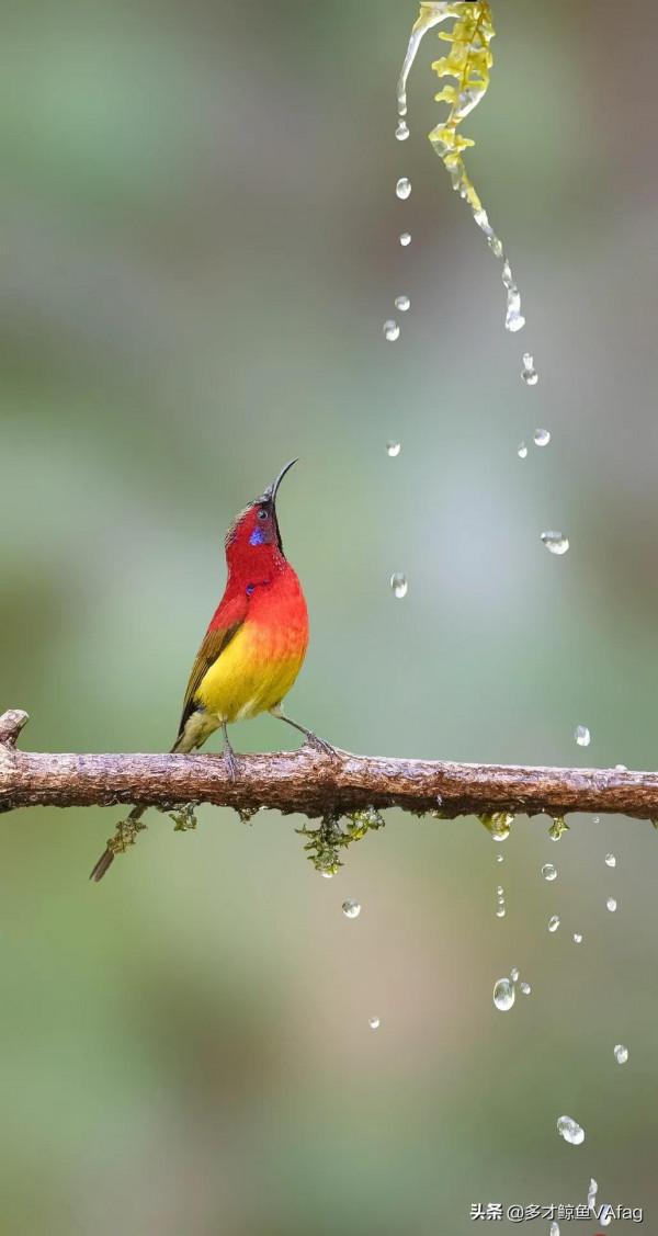 還有這麼美麗的太陽鳥