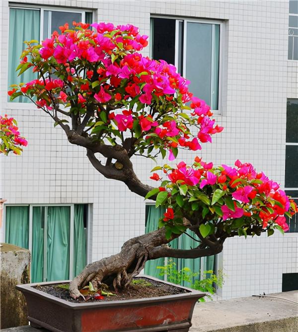 4種“便宜花”，多修剪少澆水，養成高價盆景，價格翻倍