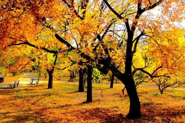 大美秋天—北京真好 大美秋天—北京真好