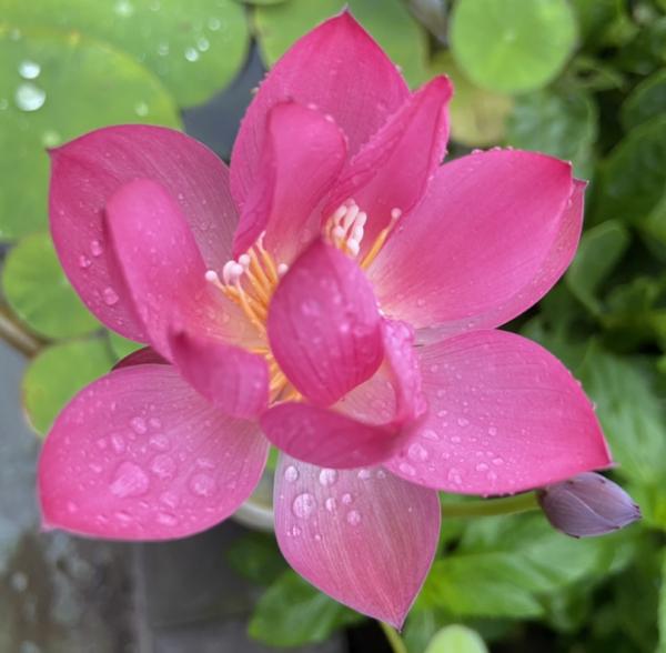 買花切忌跟風,適合自己的植物,才是最好的 買花切忌跟風,適合自己的植物,才是最好的