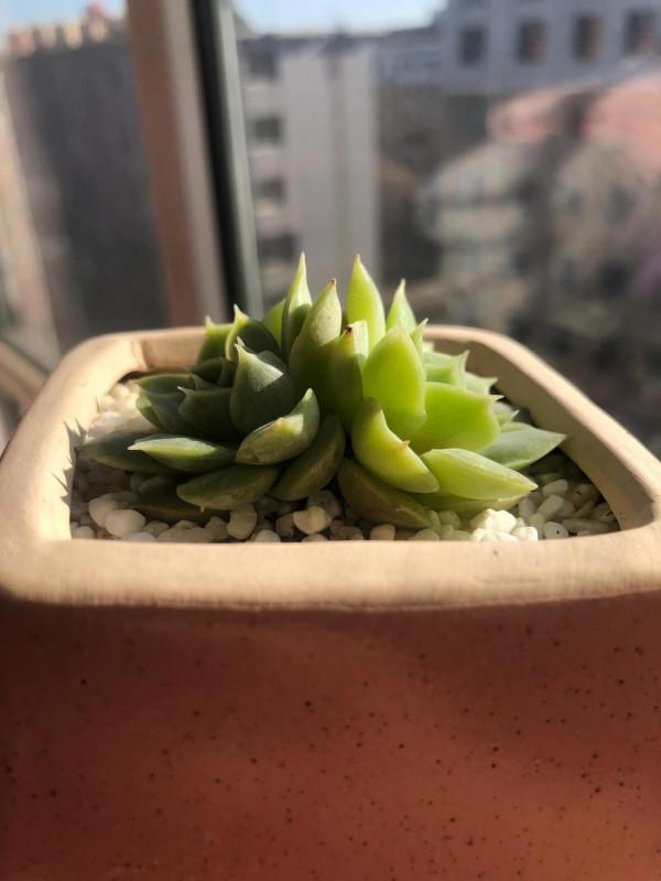 肉肉小白的苦惱