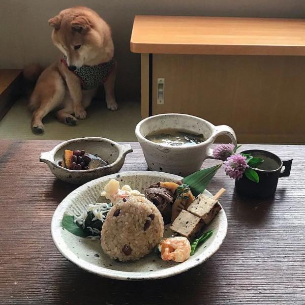 日本網友家的柴犬貪吃又可愛，一人一犬，一日三餐的生活，很治癒