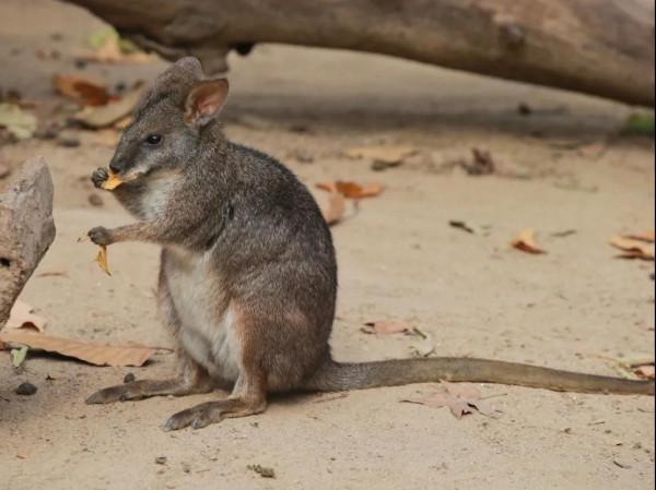 上海動物園首次展出圓盾大袋鼠