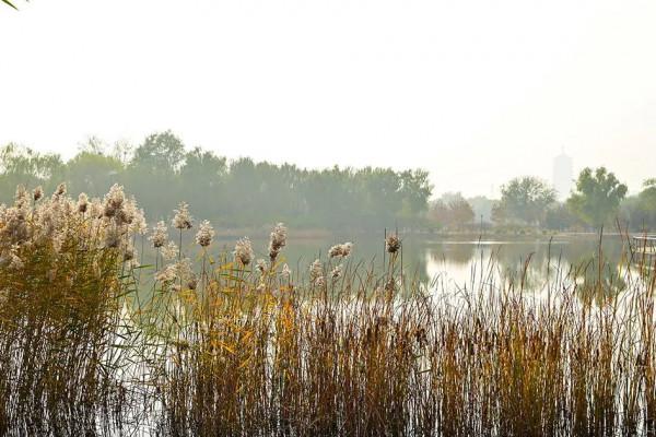 獨一無二！公園裡也能跑火車！京西這處免費的森林公園，值得玩