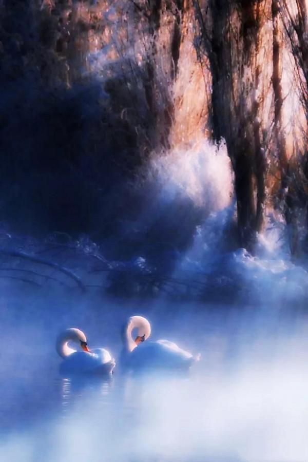 分享——天鵝之美