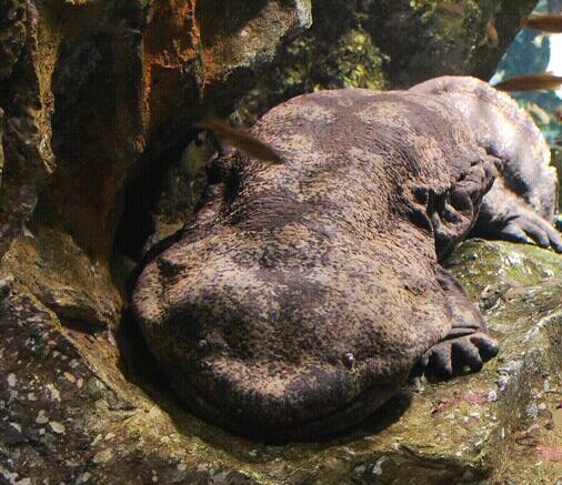 鬼吹燈裡的霸王蠑螈