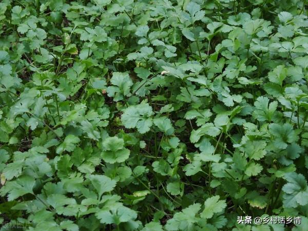 老菜農分享秋香菜種植新方法，出苗又快又齊，長勢好產量高