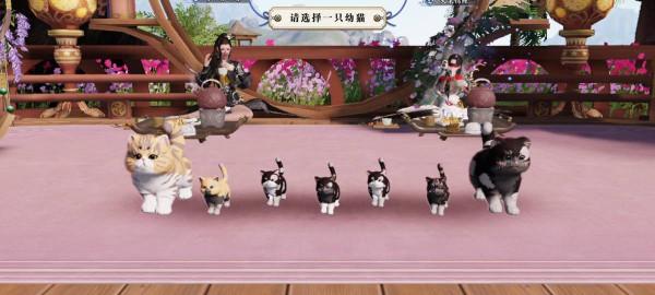 少俠，貓都可以生崽了，你的CP呢？