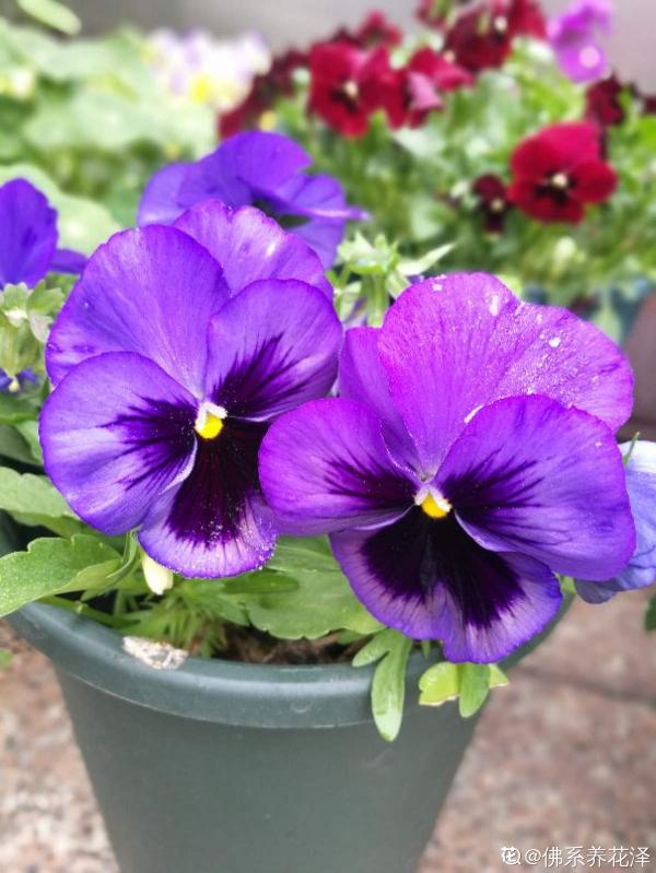 9種花,適合在陽臺養,陽臺全年開滿花,小陽臺變“花海” 9種花,適合在陽臺養,陽臺全年開滿花,小陽臺變“花海”