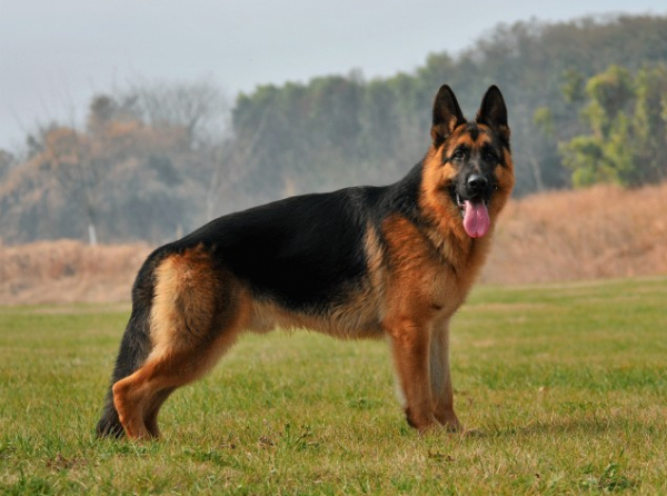 昆明犬和德牧區別在哪,你會選養哪隻? 昆明犬和德牧區別在哪,你會選養哪隻?