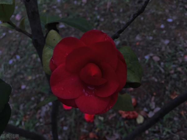 傅首爾的犀利語錄