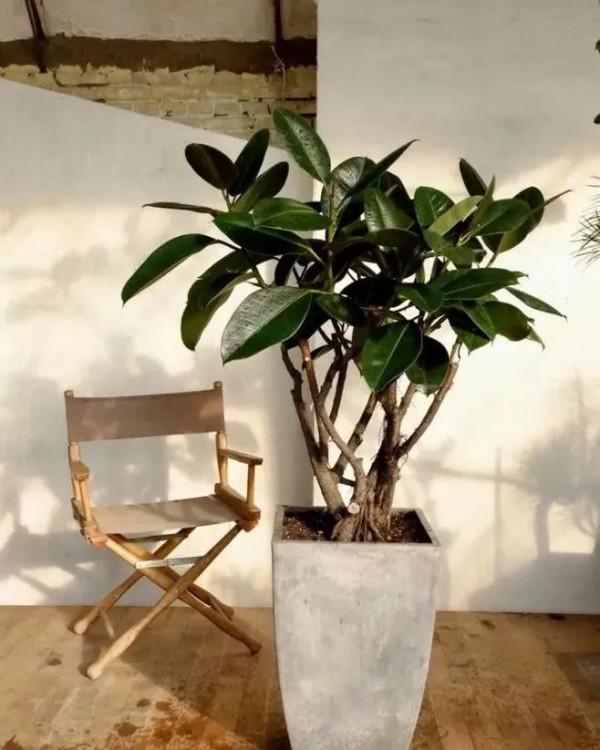 人養花,花亦養人!家居盆花20種,漂亮又實用,總有一款你喜歡 人養花,花亦養人!家居盆花20種,漂亮又實用,總有一款你喜歡