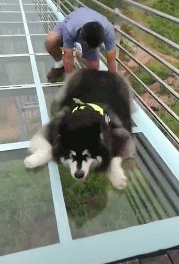 這些“大狗”可以放心養,沒有被城市禁養 這些“大狗”可以放心養,沒有被城市禁養