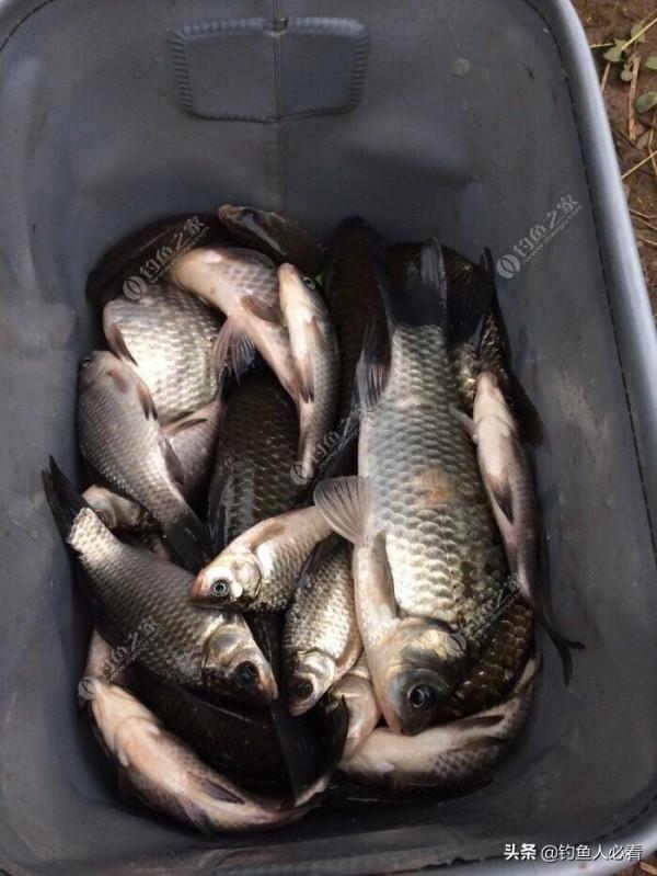 冬天釣鯽魚的技巧分享