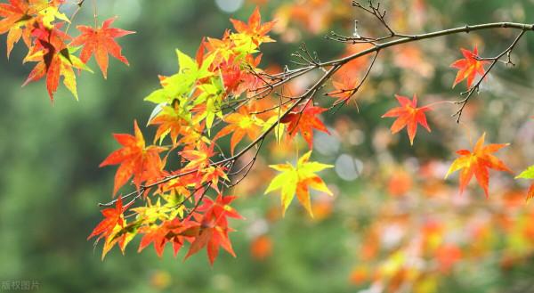10句秋日詩詞，風景如畫，一一讀來秋意濃濃