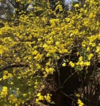 簡簡單單來認識植物之迷人的花朵 簡簡單單來認識植物之迷人的花朵