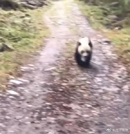 四川一村因常遇熊貓被稱熊貓村 幾乎每月都能遇到碰上