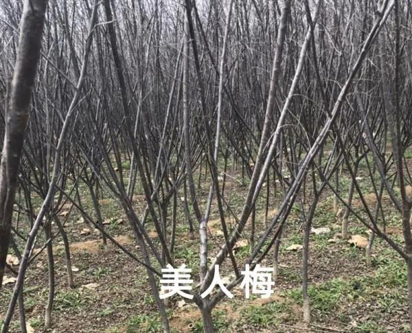 知識分享 &vert; 榆葉梅、美人梅、碧桃不是一種花，別再傻傻分不清