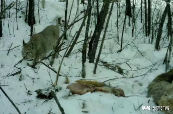 貓咪吃飯為啥總剩一口？是儲存行為嗎？