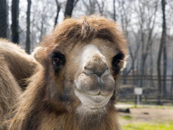 拋撅子的犟駱駝及人生喻義 拋撅子的犟駱駝及人生喻義