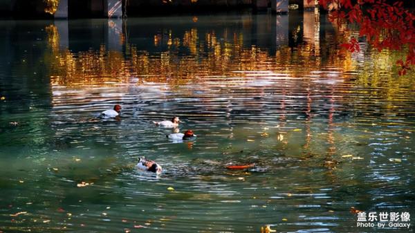 三星手機帶你走進深秋蘇州拙政園,一個最具有江南詩意的絕美園林 三星手機帶你走進深秋蘇州拙政園,一個最具有江南詩意的絕美園林
