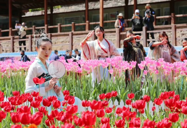 河南旅遊：寶泉冰雪節完美收官，鬱金香踏青賞花節即將開幕