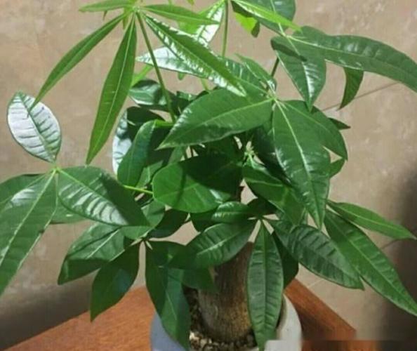 家庭養髮財樹的養護做好3點，枝幹粗壯，葉子翠綠又茂盛