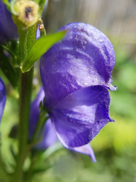 農村常見5種植物，卻全都含“劇毒”，有人常常吃，遇到要警惕