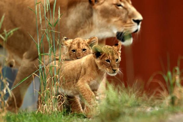 悉尼:幼獅亮相 悉尼:幼獅亮相