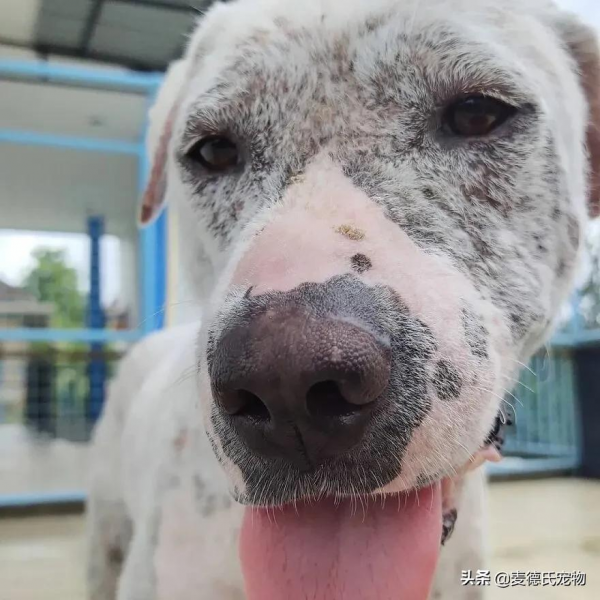 撿到一個禿毛流浪狗,才3個多月,它就變超甜大白... 撿到一個禿毛流浪狗,才3個多月,它就變超甜大白...