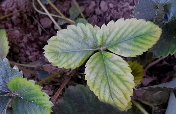 鐵在作物中有哪些作用