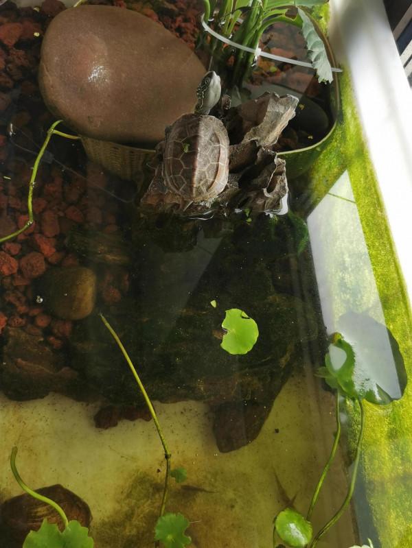 吸水樹脂安排兩隻烏龜冬眠 吸水樹脂安排兩隻烏龜冬眠