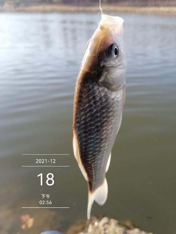 寒風凌冽再戰清河,鯽魚妹妹熱情似火 寒風凌冽再戰清河,鯽魚妹妹熱情似火