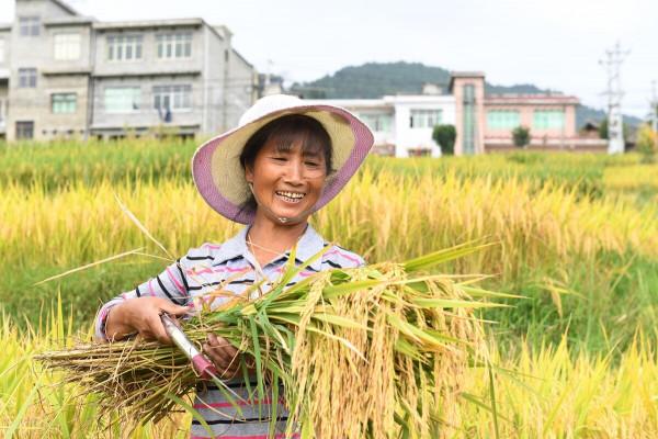 俗話說:“曬穀不曬米,曬米虧不起”,為什麼大米不能曬? 俗話說:“曬穀不曬米,曬米虧不起”,為什麼大米不能曬?