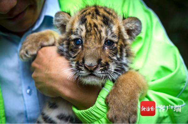 被可愛到了！海南“萌虎”出動鬧元宵