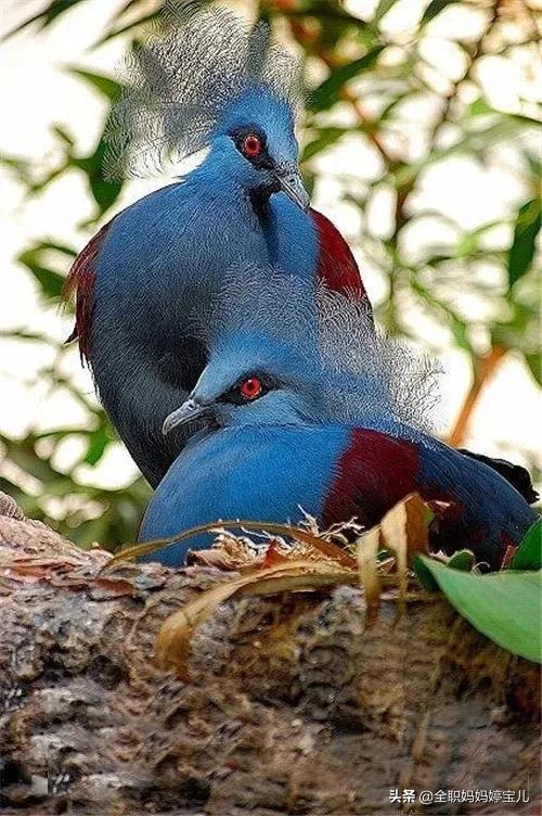 分享——稀奇古怪的鳥